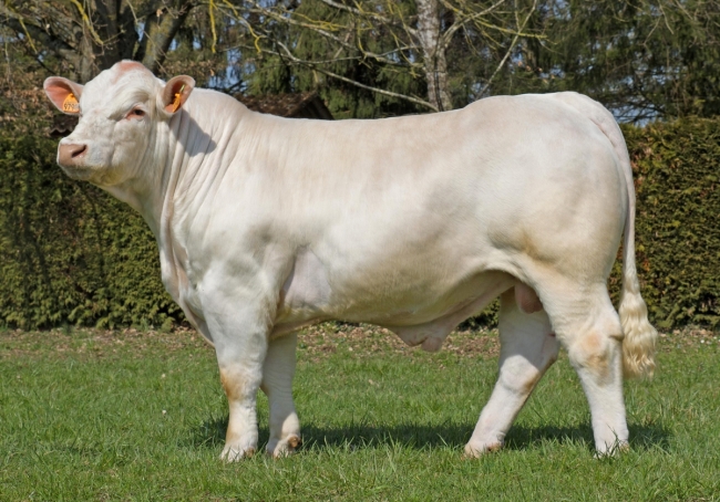 DOSE TAUREAU PRODIGE PP - NFR1825019790 - 3896962