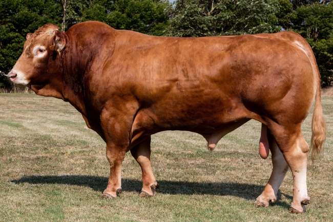 DOSE TAUREAU HUESSA - NFR1936112593 - 3485943