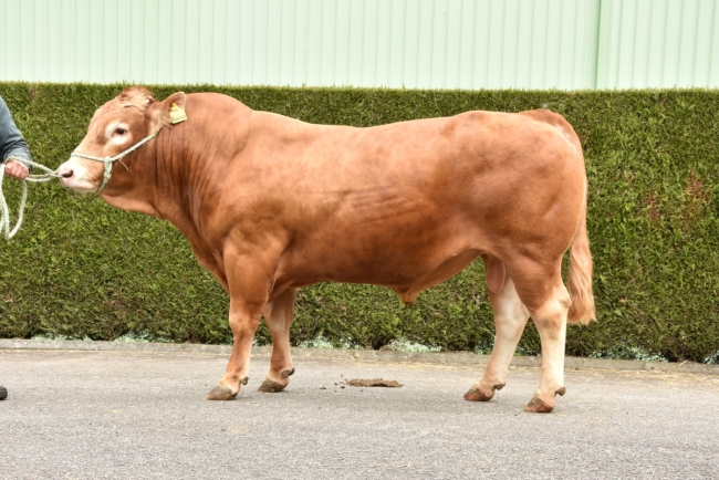 DOSE TAUREAU HUESSA - NFR1936112593 - 3485943