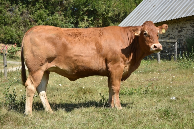DOSE TAUREAU LETIPRINCE - NFR1939064219 - 3491479