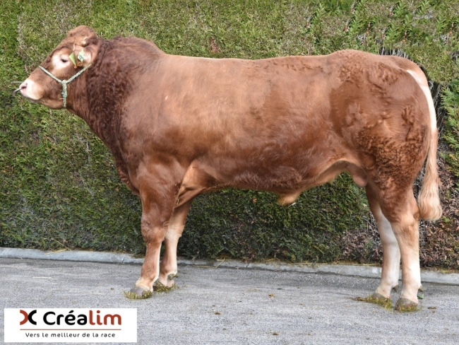 DOSE TAUREAU LORIENTAL - NFR1939108492 - 3491481