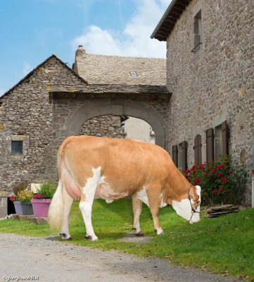 DOSE TAUREAU MAESTRO - NFR2126741856 - 3591754