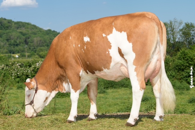 DOSE TAUREAU NOUNOURS - NFR2130601352 - 3593402