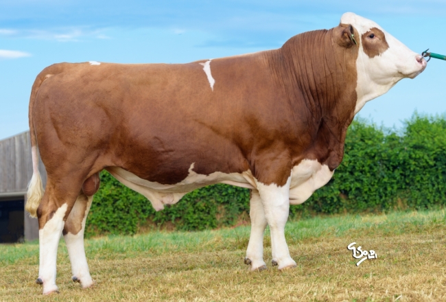 DOSE TAUREAU SENATEUR P - NFR2130601732 - 35A0689