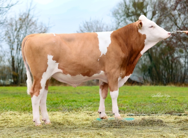 DOSE TAUREAU VAUCLUSE - NFR2130602178 - 35A4203
