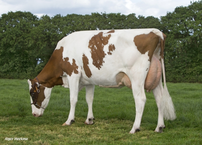 DOSE TAUREAU DIPRED ISY - NFR2211467455 - 6677179