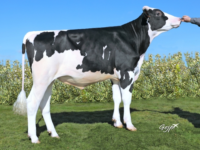 DOSE TAUREAU MAYFEST - NFR2211468477 - 6691417