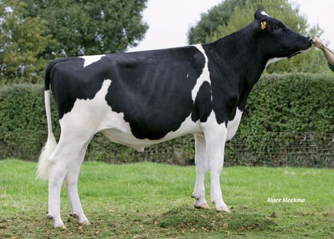 DOSE TAUREAU GOTCHA ISY - NFR2212304304 - 6682574