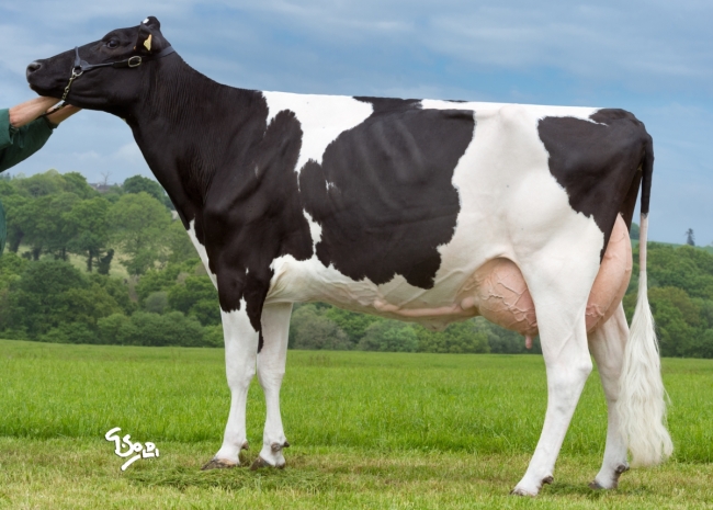 DOSE TAUREAU GOTCHA ISY - NFR2212304304 - 6682574