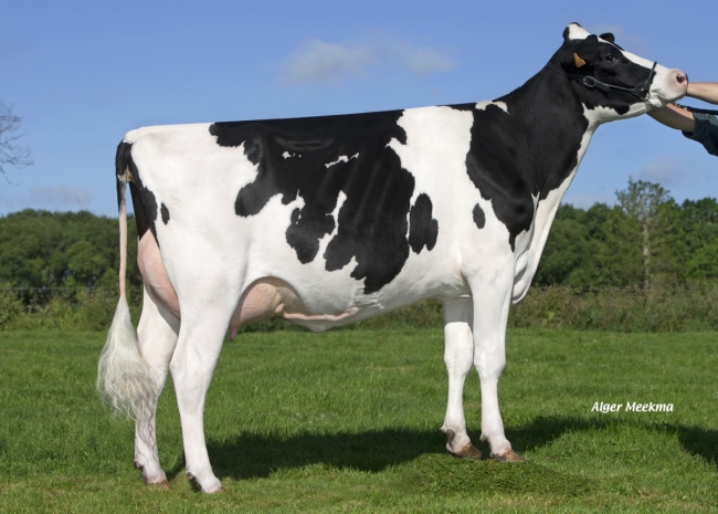 DOSE TAUREAU LICKEN P - NFR2213516439 - 6689686
