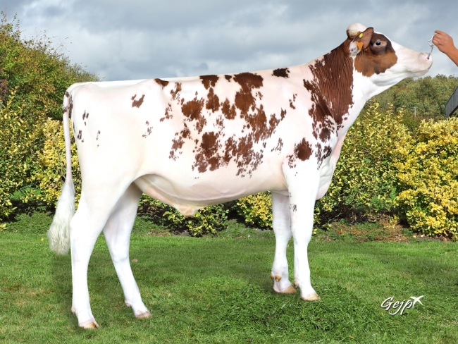 DOSE TAUREAU OMILK RED - NFR2213516915 - 6694184