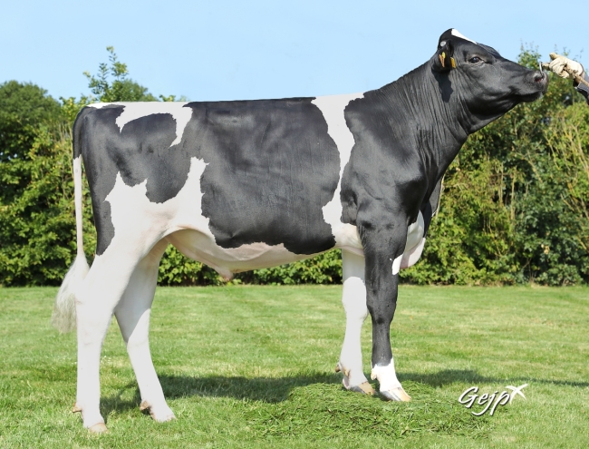 DOSE TAUREAU PALMA P - NFR2213517149 - 6695391
