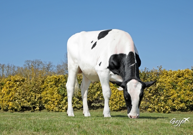 DOSE TAUREAU PINKFLOYD - NFR2213517300 - 6696166