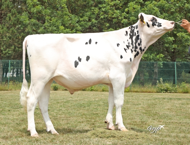 DOSE TAUREAU TACK - NFR2215668785 - 66A0475