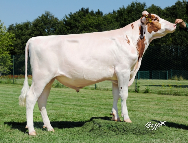 DOSE TAUREAU OVRAN - NFR2216469554 - 1995098