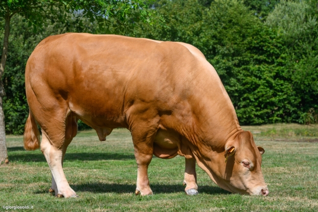 DOSE TAUREAU VENTDOUEST - NFR2216558426 - 34A4749