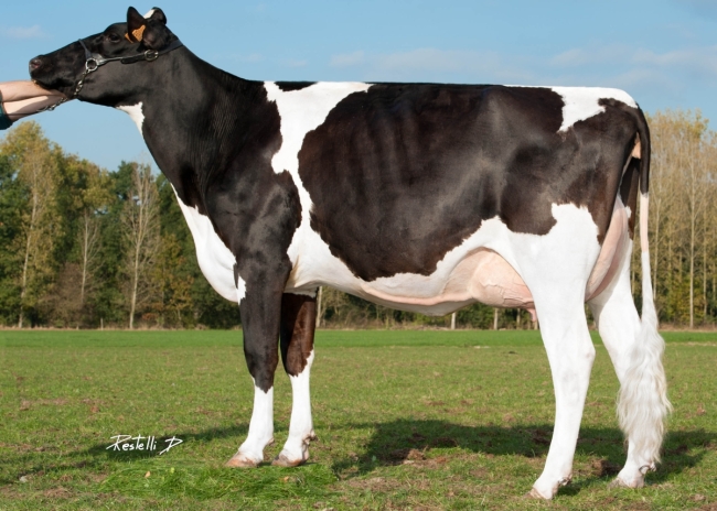 DOSE TAUREAU HURION ISY - NFR2216892431 - 6685121
