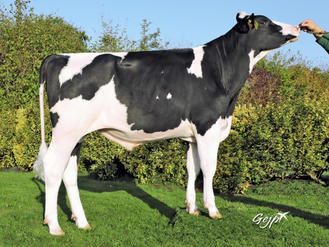 DOSE TAUREAU OSSEGORD - NFR2219063048 - 6694185