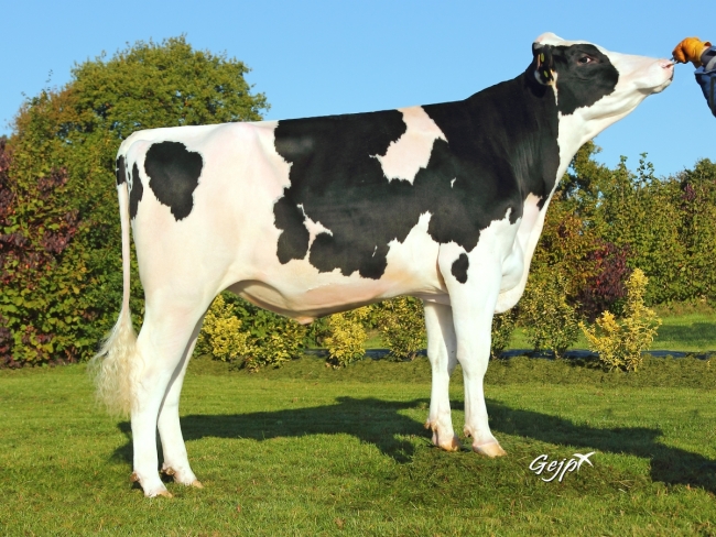 DOSE TAUREAU JAIPUR - NFR2229184136 - 6687359