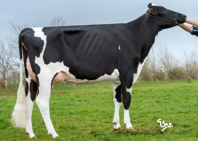 DOSE TAUREAU JUTEUX - NFR2229184194 - 6688313