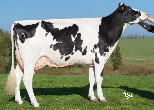DOSE TAUREAU JALOUSY - NFR2229184197 - 6688314