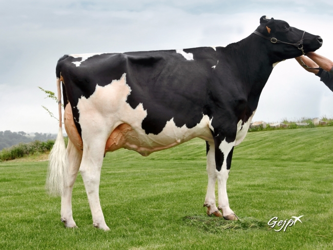 DOSE TAUREAU JALOUSY - NFR2229184197 - 6688314