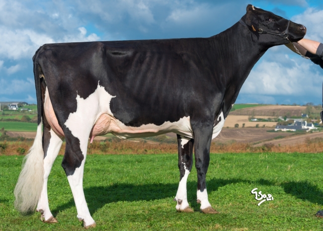 DOSE TAUREAU LOUXOR - NFR2229184217 - 6688343