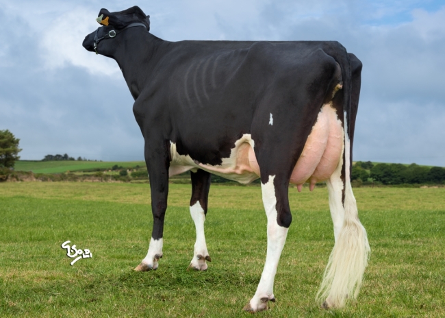 DOSE TAUREAU LOUXOR - NFR2229184217 - 6688343