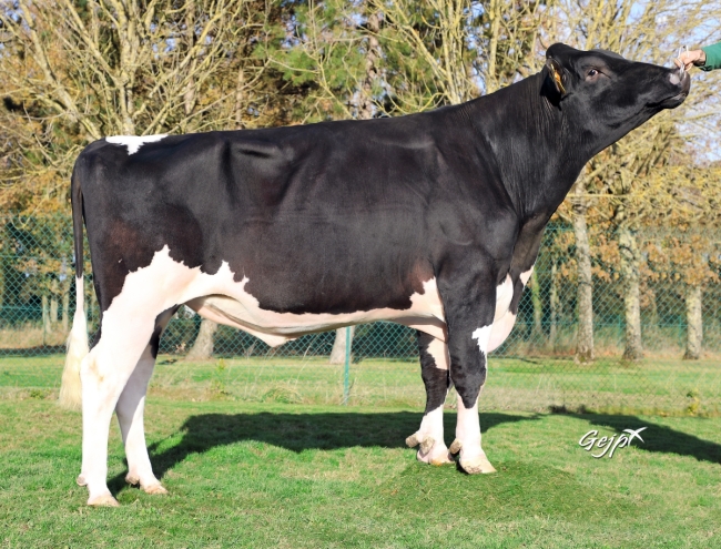DOSE TAUREAU LOUXOR - NFR2229184217 - 6688343