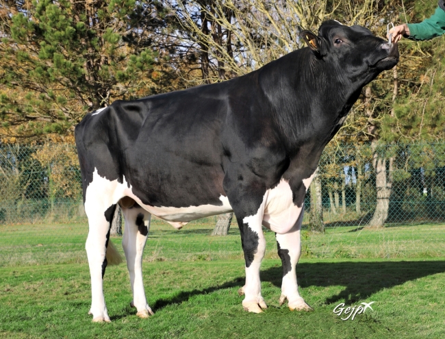 DOSE TAUREAU LOUXOR - NFR2229184217 - 6688343