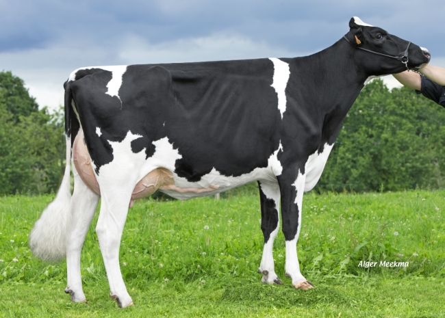 DOSE TAUREAU LOUXOR - NFR2229184217 - 6688343