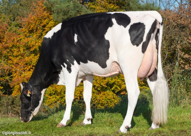 DOSE TAUREAU MENEAC - NFR2229184423 - 6691665