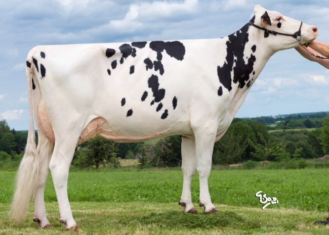 DOSE TAUREAU OUED - NFR2229184563 - 6694013