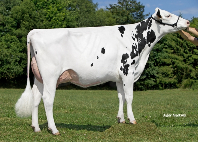 DOSE TAUREAU NITTLE - NFR2234097978 - 6691907