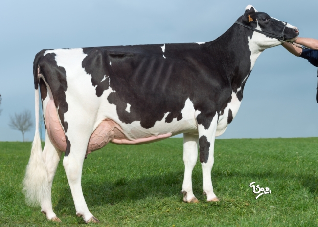 DOSE TAUREAU OCRACK P - NFR2234643293 - 6695073