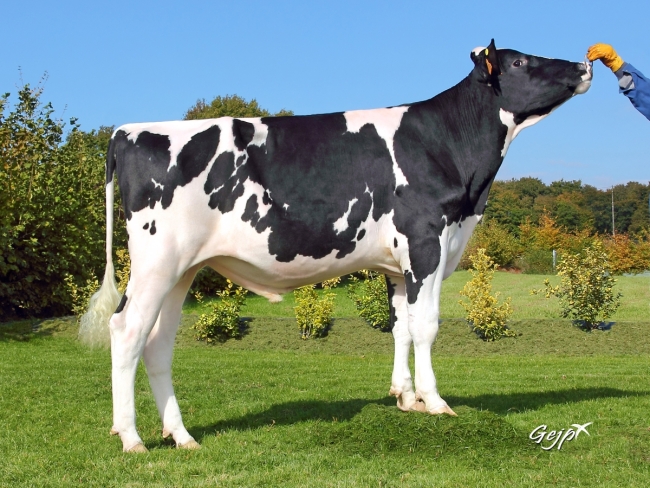 DOSE TAUREAU JUSTIFY - NFR2235040139 - 6687360