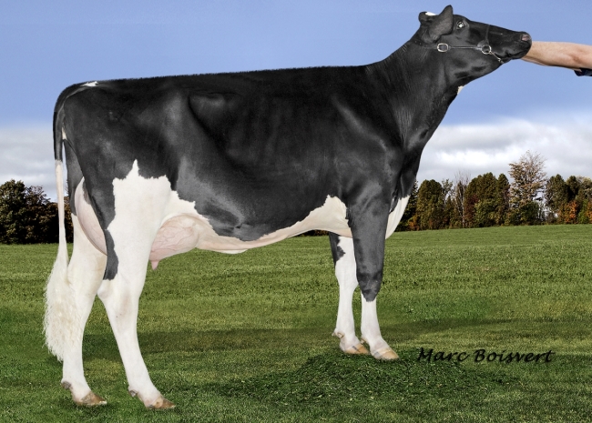 DOSE TAUREAU JUSTIFY - NFR2235040139 - 6687360