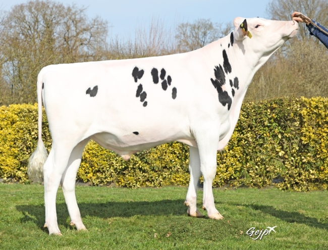 DOSE TAUREAU ROLIF - NFR2235672441 - 6697715