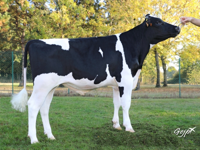 DOSE TAUREAU NEWDEAL - NFR2236129125 - 6692800