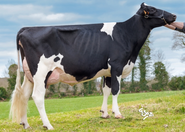 DOSE TAUREAU NOUDEC - NFR2236920651 - 6691910