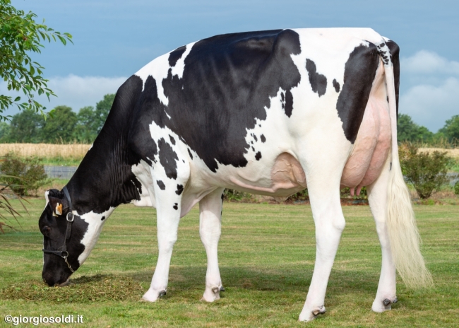 DOSE TAUREAU NOUDEC - NFR2236920651 - 6691910