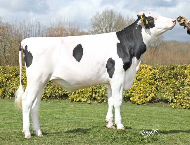 DOSE TAUREAU TORNADO - NFR2239965365 - 66A0323