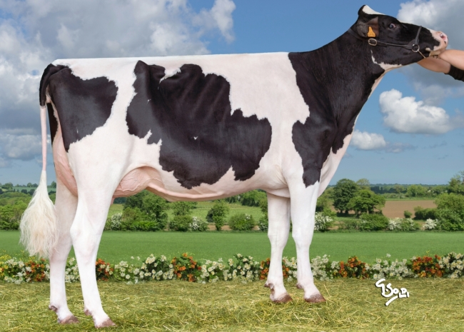 DOSE TAUREAU TORNADO - NFR2239965365 - 66A0323