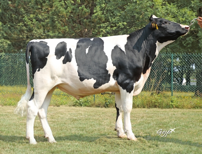 DOSE TAUREAU TIPS - NFR2239965376 - 66A0508