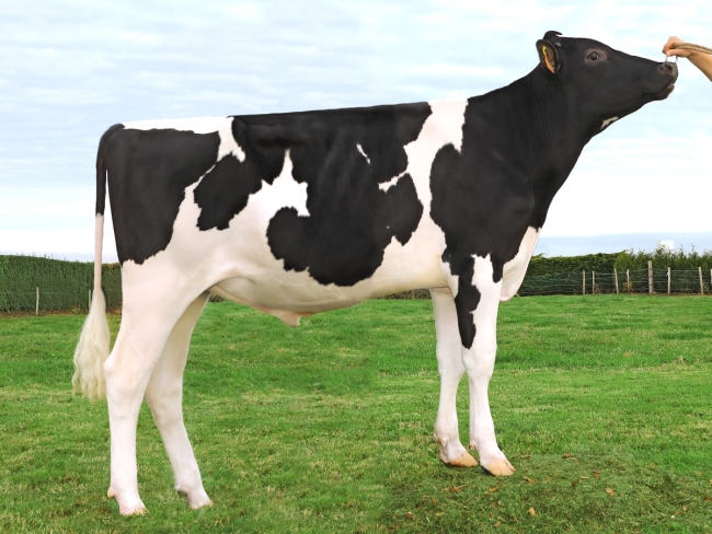 DOSE TAUREAU NICO - NFR2251393334 - 6692527