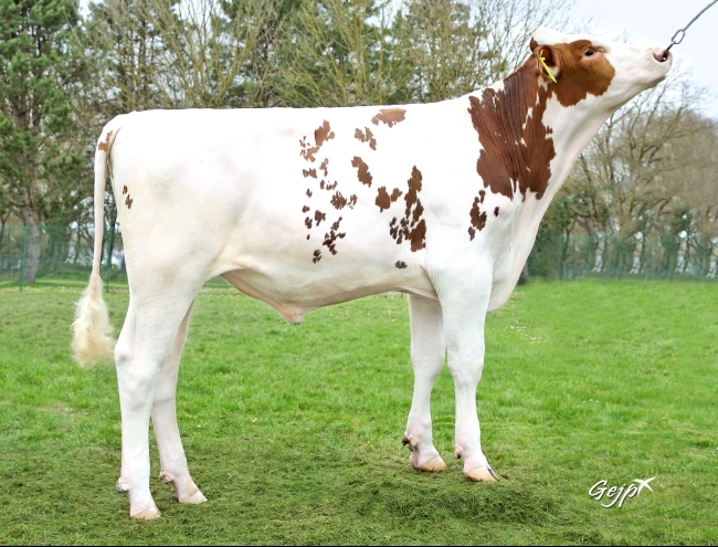 DOSE TAUREAU TONY RED - NFR2254903436 - 66A0281