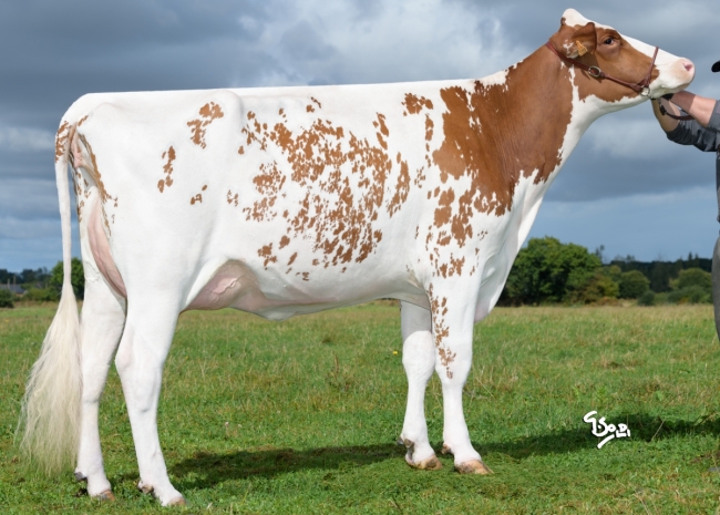 DOSE TAUREAU TONY RED - NFR2254903436 - 66A0281