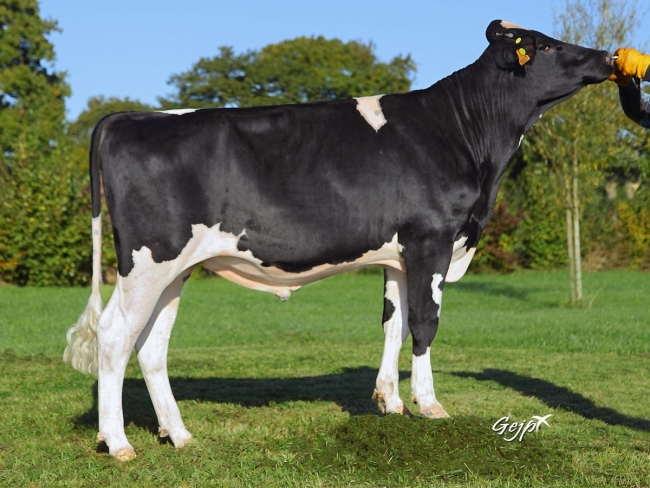 DOSE TAUREAU ITINERIS - NFR2257473507 - 6685743