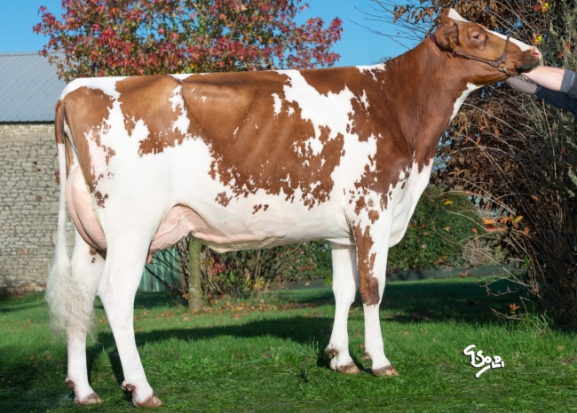 DOSE TAUREAU MILD RED - NFR2258173465 - 6691219
