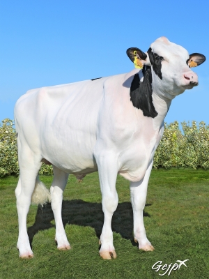 DOSE TAUREAU MIX P RF - NFR2258173473 - 6691310